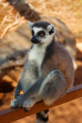 Obraz premium The ring-tailed lemur (Lemur catta) is a large strepsirrhine primate and the most recognized lemur due to its long, black and white ringed tail. 