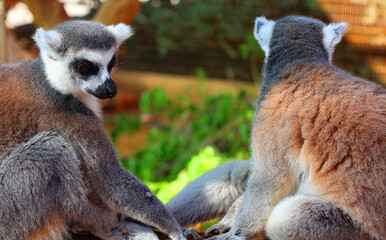 Obraz premium The ring-tailed lemur (Lemur catta) is a large strepsirrhine primate and the most recognized lemur due to its long, black and white ringed tail. 