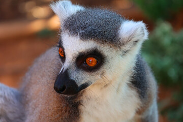 Obraz premium The ring-tailed lemur (Lemur catta) is a large strepsirrhine primate and the most recognized lemur due to its long, black and white ringed tail. 