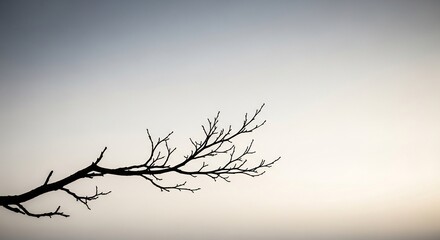 Silhouette of a bare tree branch against a gradient sky