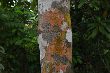 View of lichens and algae on a rubber tree trunk's surface