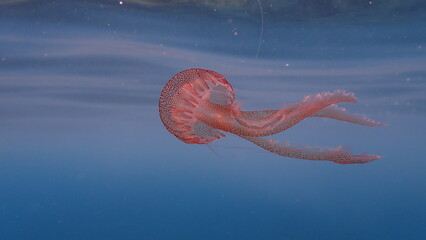 Mauve stinger or night-light jellyfish, phosphorescent jellyfish (Pelagia noctiluca) undersea, Ligurian Sea, Italy, Imperia © Alexey
