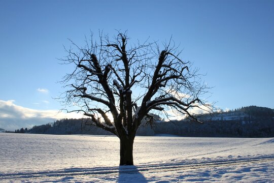 Bare tree in a snowy winter field near Bern, Switzerland, under a clear blue sky.