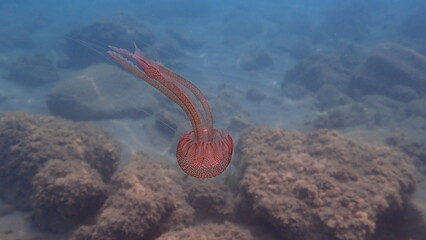 Mauve stinger or night-light jellyfish, phosphorescent jellyfish (Pelagia noctiluca) undersea, Ligurian Sea, Italy, Imperia © Alexey