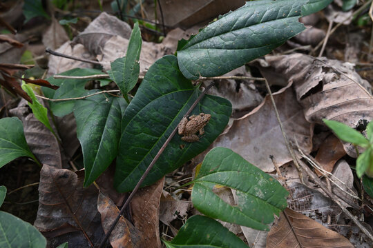 View of a small frog sitting on top of a leaf in the lawn area