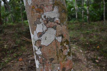 View of a rubber tree trunk surface with unique patterns of lichens