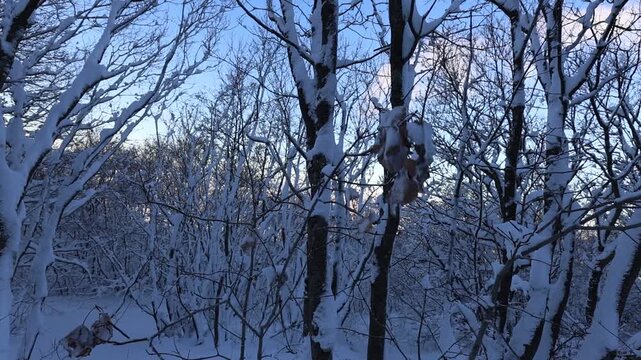 Bosco d'inverno