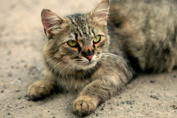 Portrait of cute street cat