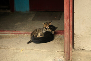 Two cats sitting on ground © olena
