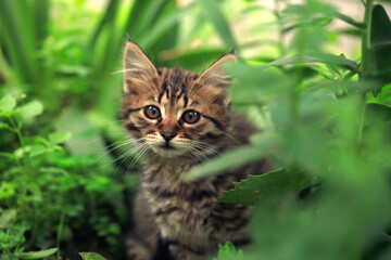 Portrait of cute street cat © olena