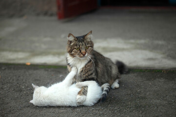 Two cats sitting on ground