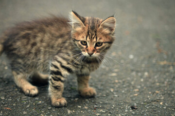 Portrait of cute street cat