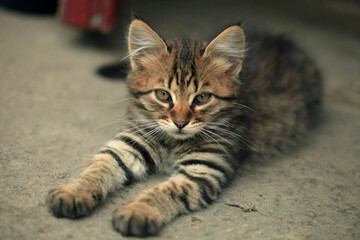 Portrait of cute street cat © olena