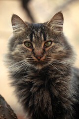 Portrait of cute street cat