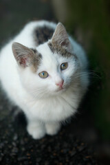 Portrait of cute street cat