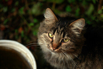 Portrait of cute street cat