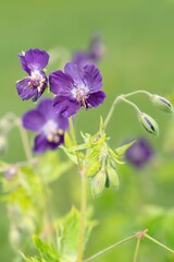Close up of dusky cranes bill (geranium phaeum) flowers in bloom