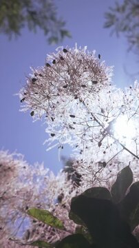 Vertical footage, View from below of foliage and fluffy seed heads of Eurasian smoketree, Cotinus coggygria on blue sky background on sunny day, backlit by sun