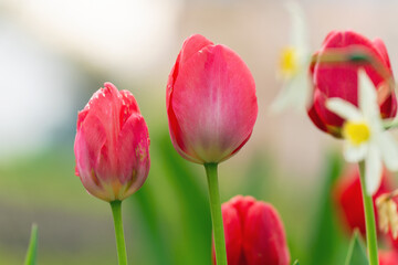 Vibrant Display of Red Tulips in a Blooming Garden Setting with Soft Green Background, Showcasing Nature s Beauty and Springtime Awakening