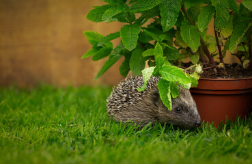 Hedgehog, Scientific name: Erinaceus Europaeus. Small, juvenile, wild hedgehog foraging amongst mint plants in hedgehog friendly garden.  Facing right.  Horizontal. Copy space
