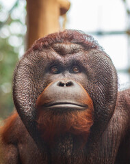 Portrait of a male Bornean orangutan looking at the camera