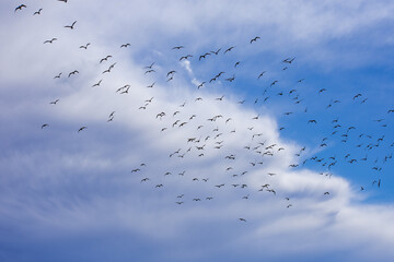 A flock of birds in the autumn air