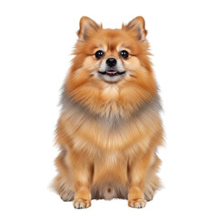 A Pomeranian dog breed sitting calmly on a white background, showcasing its fluffy orange fur and alert expression
