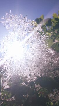 Vertical footage, On sunny day, fluffy seed heads of Eurasian smoketree (Cotinus coggygria) against blue sky, backlit by sun, bottom-up view