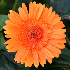 Gaillardia or blanket floweris a genus of flowering plants in the sunflower family, Asteraceae, native to North and South America.