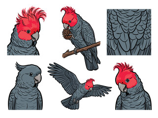 Collection of Gang Gang Cockatoo illustrations in various poses. © Ananda Putri