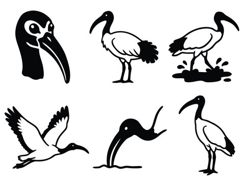 Collection of Ibis Bird Illustrations in Various Poses.