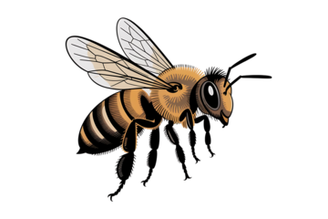 Illustration of a winged bee on a white background