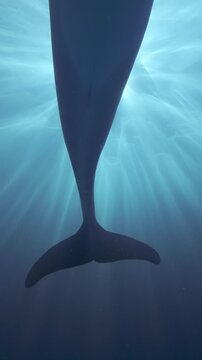 Bottom-up view of passing bottlenose dolphin illuminated by dancing sun rays, backlit by sunbeams. Close-up of dolphin swimming overhead framed by bright halo of sunshine. Dolphin in sun rays