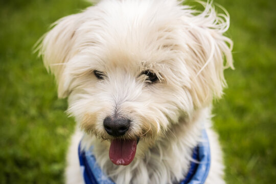 Retrato de una mascota