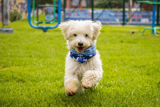 Perro jugando en el parque