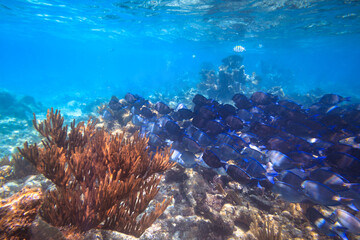 Shoal of blue fishes in the Caribbean Sea of Mexico