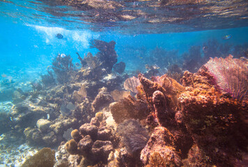 Caribbean Sea coral reef in Mexico