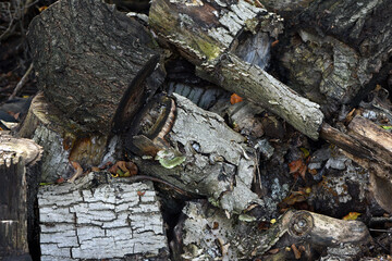 Firewood close-up. Preparing firewood for the winter, preparing for the heating season. tree trunks in nature. many cut tree trunks. Front view. Natural background.