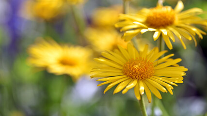 yellow chamomile flowers close up. Doronicum orientale. Yellow flowers with long petals, on a sunny day. a flowering flower bed in spring or summer. blooming season, wild flower, beauty in nature