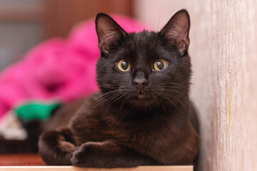 A Close-Up of a Black Cat Relaxing Comfortably with a Soft Focus Background, Displaying Its Graceful Features and Intense Gaze