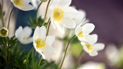 Obraz premium Anemone sylvestris. delicate flowers in the garden, in the flowerbed. floral background. beautiful delicate Anemone sylvestris. white flowers on a natural green background. close-up. spring season