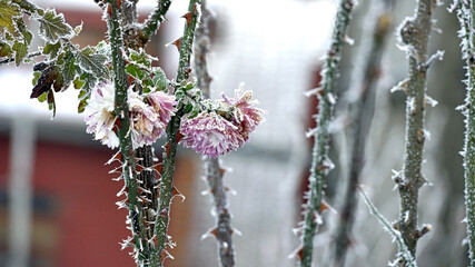 flowers late autumn. Rime. morning frost. Bushes chrysanthemums covered with frost. first frosts. cold season. low temperature. winter background. morning frosts, thorns on rose bushes, flowerbed