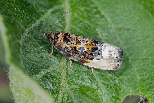 Marbled Orchard Tortrix, Hedya nubiferana. A polyphagous species of tortrix moths or leafroller moths, Tortricidae,  that damages cultivated and wild trees and shrubs.