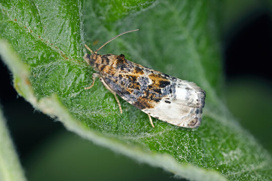 Marbled Orchard Tortrix, Hedya nubiferana. A polyphagous species of tortrix moths or leafroller moths, Tortricidae,  that damages cultivated and wild trees and shrubs.