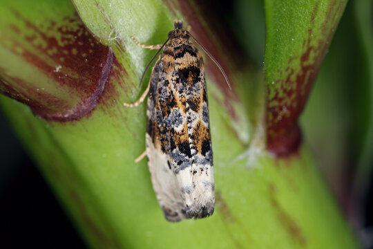 Marbled Orchard Tortrix, Hedya nubiferana. A polyphagous species of tortrix moths or leafroller moths, Tortricidae,  that damages cultivated and wild trees and shrubs.