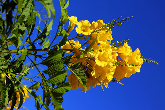 The Tecoma stans, commonly known as yellow bells, yellow elder, or esperanza, is a fast-growing, heat-loving perennial shrub or small tree native to the Americas, 