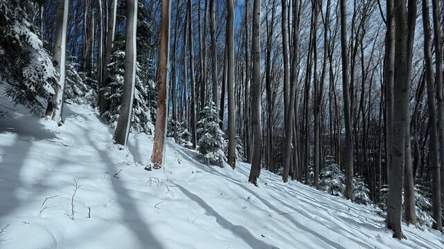 Falling snow from trees shimmers in sunlight. Snow-covered forest in mountains. Beautiful landscape in frozen forest at suny winter day