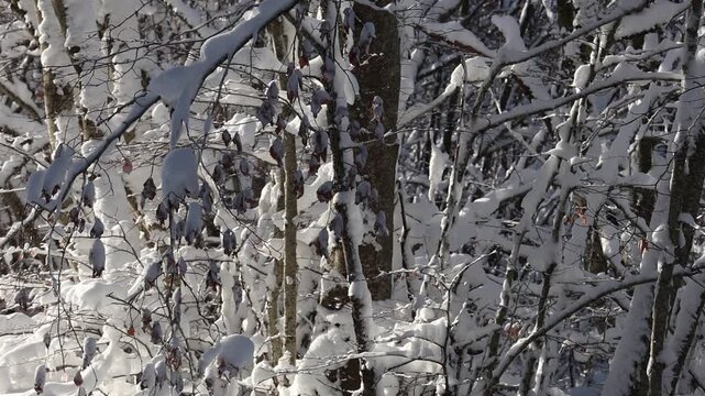 Bosco innevato