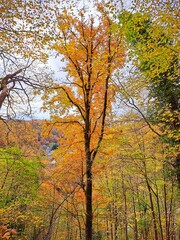 Natural landscape of autumn forest with bright yellow and orange leaves. Trees in the forest on a hill against a cloudy sky. Late autumn. .