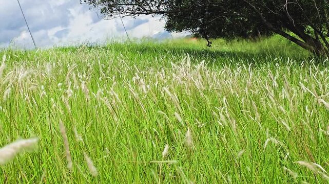 Field covered in cogon grass gently swaying in the breeze, creating a calm, natural background filled with lush greenery. 4K 